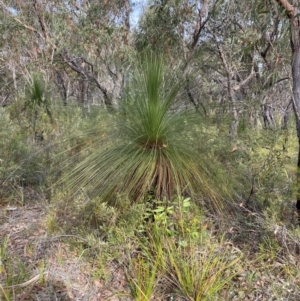 Xanthorrhoea australis at Hyams Beach, NSW - suppressed