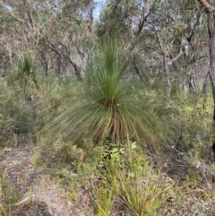 Xanthorrhoea australis (Austral Grass Tree, Kangaroo Tails) at Jervis Bay National Park - 3 Oct 2023 by Tapirlord