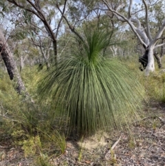 Xanthorrhoea australis at Hyams Beach, NSW - 3 Oct 2023