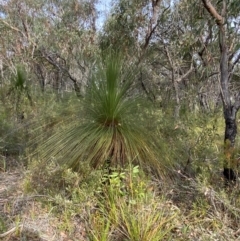 Xanthorrhoea australis at Hyams Beach, NSW - 3 Oct 2023