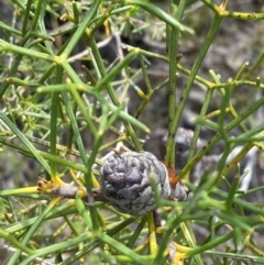 Petrophile sessilis (Conesticks) at Hyams Beach, NSW - 3 Oct 2023 by Tapirlord