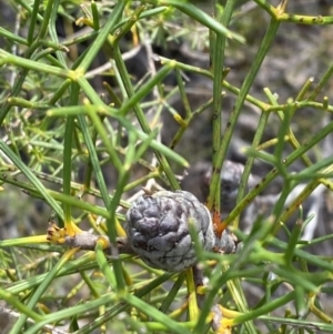 Petrophile sessilis at Hyams Beach, NSW - 3 Oct 2023