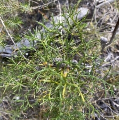 Petrophile sessilis at Hyams Beach, NSW - 3 Oct 2023