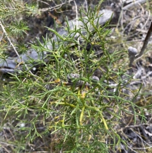 Petrophile sessilis at Hyams Beach, NSW - 3 Oct 2023