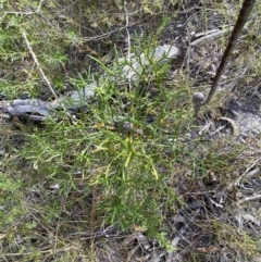 Petrophile sessilis at Hyams Beach, NSW - 3 Oct 2023