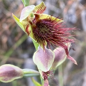 Calochilus paludosus at Hyams Beach, NSW - suppressed