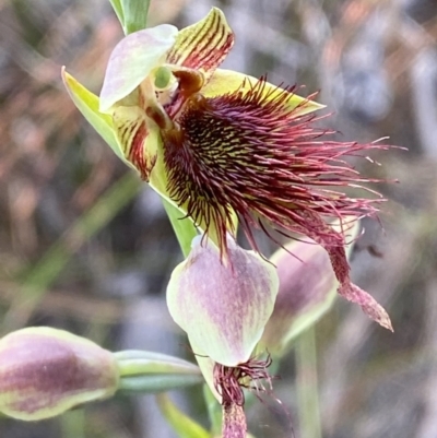Calochilus paludosus (Strap Beard Orchid) at Jervis Bay National Park - 3 Oct 2023 by Tapirlord