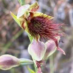 Calochilus paludosus (Strap Beard Orchid) at Jervis Bay National Park - 3 Oct 2023 by Tapirlord
