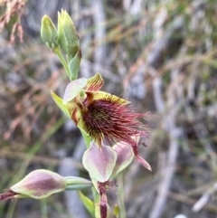 Calochilus paludosus at Hyams Beach, NSW - suppressed