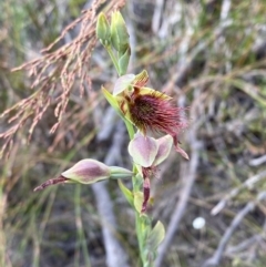 Calochilus paludosus at Hyams Beach, NSW - suppressed