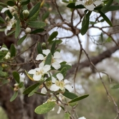 Gaudium trinerva (Paperbark Teatree) at Hyams Beach, NSW - 3 Oct 2023 by Tapirlord