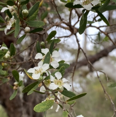 Gaudium trinervium (Paperbark Teatree) at Hyams Beach, NSW - 3 Oct 2023 by Tapirlord