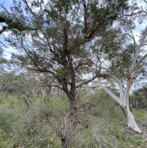 Gaudium trinervium at Hyams Beach, NSW - 3 Oct 2023