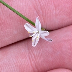 Caesia parviflora (Pale Grass-lily) at Jervis Bay National Park - 3 Oct 2023 by Tapirlord