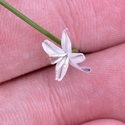 Caesia parviflora (Pale Grass-lily) at Hyams Beach, NSW - 3 Oct 2023 by Tapirlord