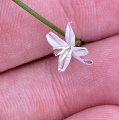 Caesia parviflora at Hyams Beach, NSW - 3 Oct 2023 03:47 PM