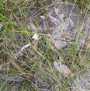 Caesia parviflora at Hyams Beach, NSW - 3 Oct 2023 03:47 PM