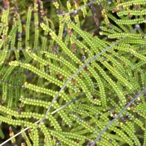 Gleichenia dicarpa at Hyams Beach, NSW - suppressed