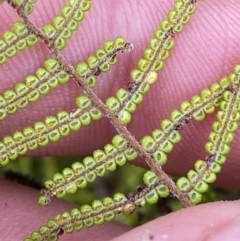 Gleichenia dicarpa at Hyams Beach, NSW - suppressed