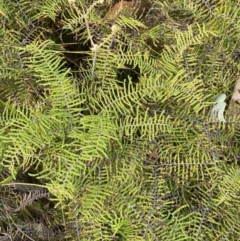 Gleichenia dicarpa at Hyams Beach, NSW - 3 Oct 2023