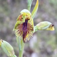 Calochilus campestris (Copper Beard Orchid) at Jervis Bay National Park - 3 Oct 2023 by Tapirlord