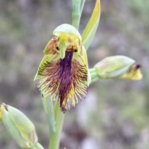 Calochilus campestris at Hyams Beach, NSW - suppressed