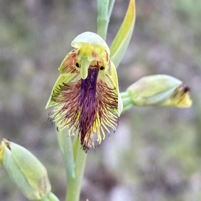 Calochilus campestris (Copper Beard Orchid) at Jervis Bay National Park - 3 Oct 2023 by Tapirlord