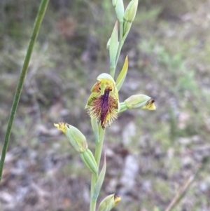 Calochilus campestris at Hyams Beach, NSW - 3 Oct 2023