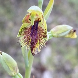 Calochilus campestris at Hyams Beach, NSW - suppressed