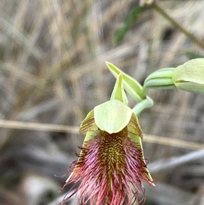 Calochilus paludosus (Strap Beard Orchid) at Vincentia, NSW - 3 Oct 2023 by Tapirlord