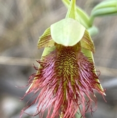 Calochilus paludosus at Vincentia, NSW - suppressed