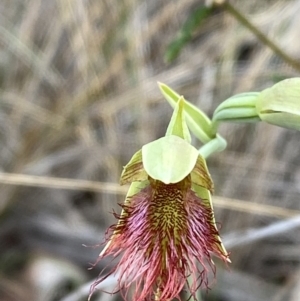 Calochilus paludosus at Vincentia, NSW - suppressed