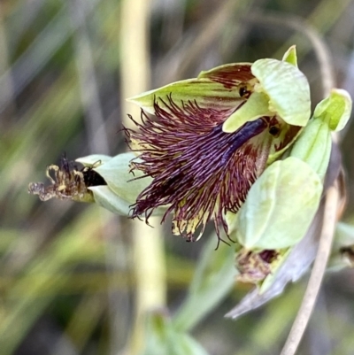 Calochilus campestris (Copper Beard Orchid) at Vincentia, NSW - 3 Oct 2023 by Tapirlord