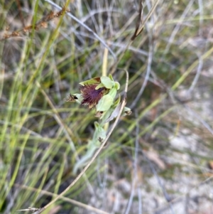 Calochilus campestris at Vincentia, NSW - 3 Oct 2023