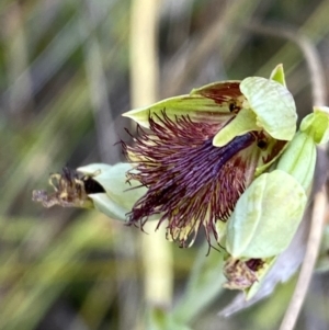 Calochilus campestris at Vincentia, NSW - suppressed
