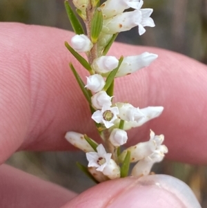 Epacris obtusifolia at Vincentia, NSW - 3 Oct 2023