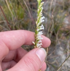 Epacris obtusifolia at Vincentia, NSW - 3 Oct 2023
