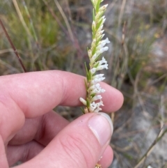 Epacris obtusifolia at Vincentia, NSW - 3 Oct 2023