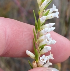 Epacris obtusifolia at Vincentia, NSW - 3 Oct 2023