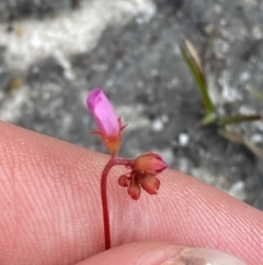 Drosera spatulata (Common Sundew) at Vincentia, NSW - 3 Oct 2023 by Tapirlord