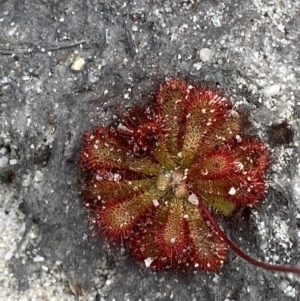 Drosera spatulata at Vincentia, NSW - 3 Oct 2023 03:16 PM