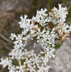 Conospermum ericifolium at Vincentia, NSW - 3 Oct 2023 by Tapirlord