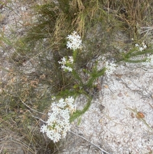 Conospermum ericifolium at Vincentia, NSW - 3 Oct 2023 03:14 PM