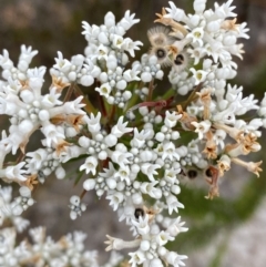 Conospermum ericifolium at Vincentia, NSW - 3 Oct 2023