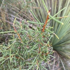 Hakea teretifolia (Dagger Hakea) at Vincentia, NSW - 3 Oct 2023 by Tapirlord