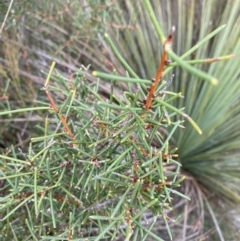 Hakea teretifolia (Dagger Hakea) at Jervis Bay National Park - 3 Oct 2023 by Tapirlord