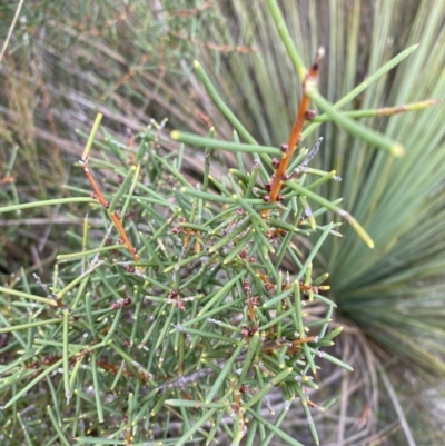 Hakea teretifolia (Dagger Hakea) at Vincentia, NSW - 3 Oct 2023 by Tapirlord