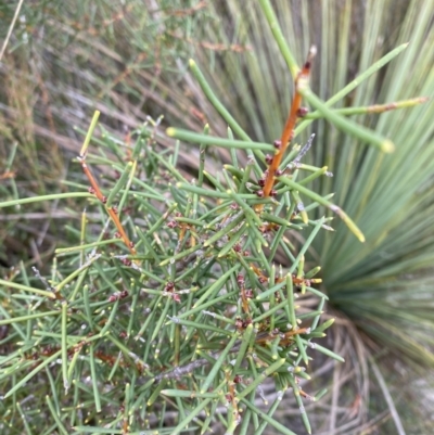 Hakea teretifolia (Dagger Hakea) at Vincentia, NSW - 3 Oct 2023 by Tapirlord