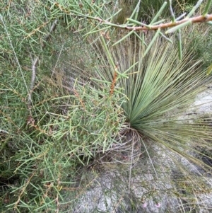 Hakea teretifolia at Vincentia, NSW - 3 Oct 2023