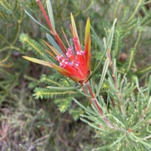 Lambertia formosa at Vincentia, NSW - 3 Oct 2023